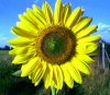 images/avatars/avatar-334.jpg